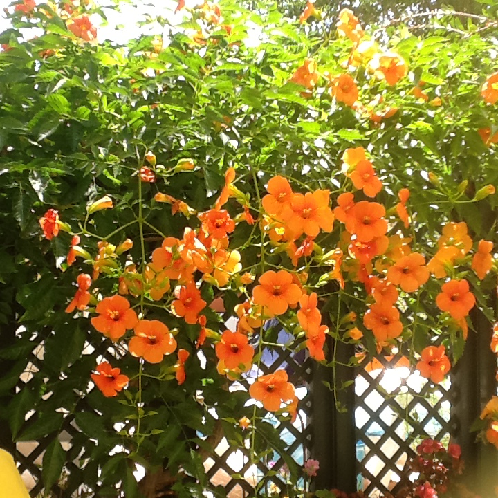 Ipad Marianne 513.JPG